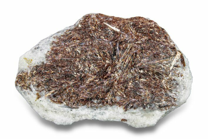 Golden-Brown, Radiating Astrophyllite - Kola Peninsula, Russia #255081